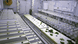 rapidly growing plants
