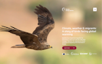 Screenshot of Bird Migration Website